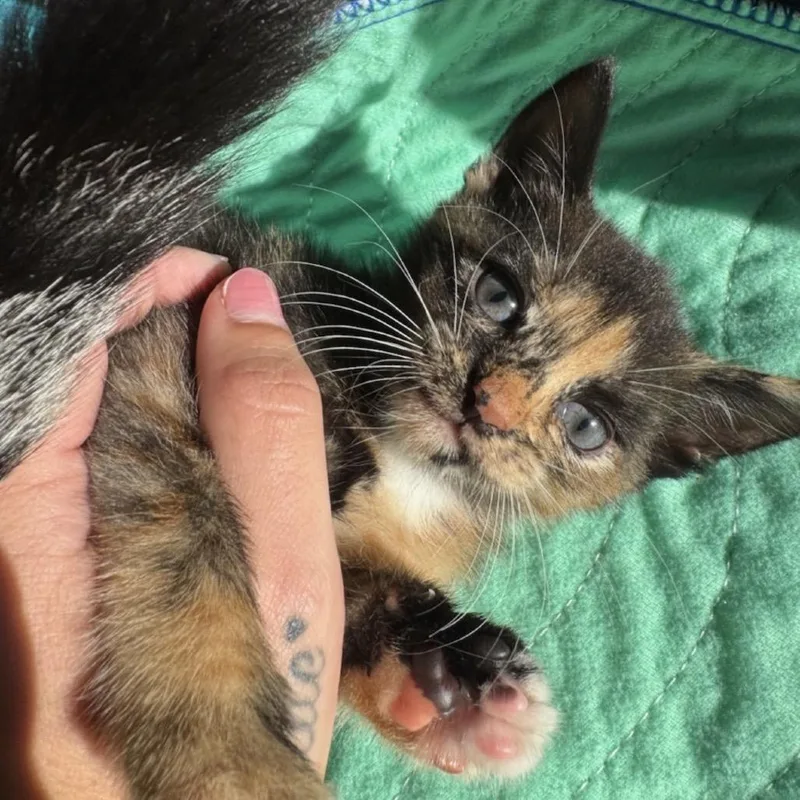 Peppercorn thumbnail 3