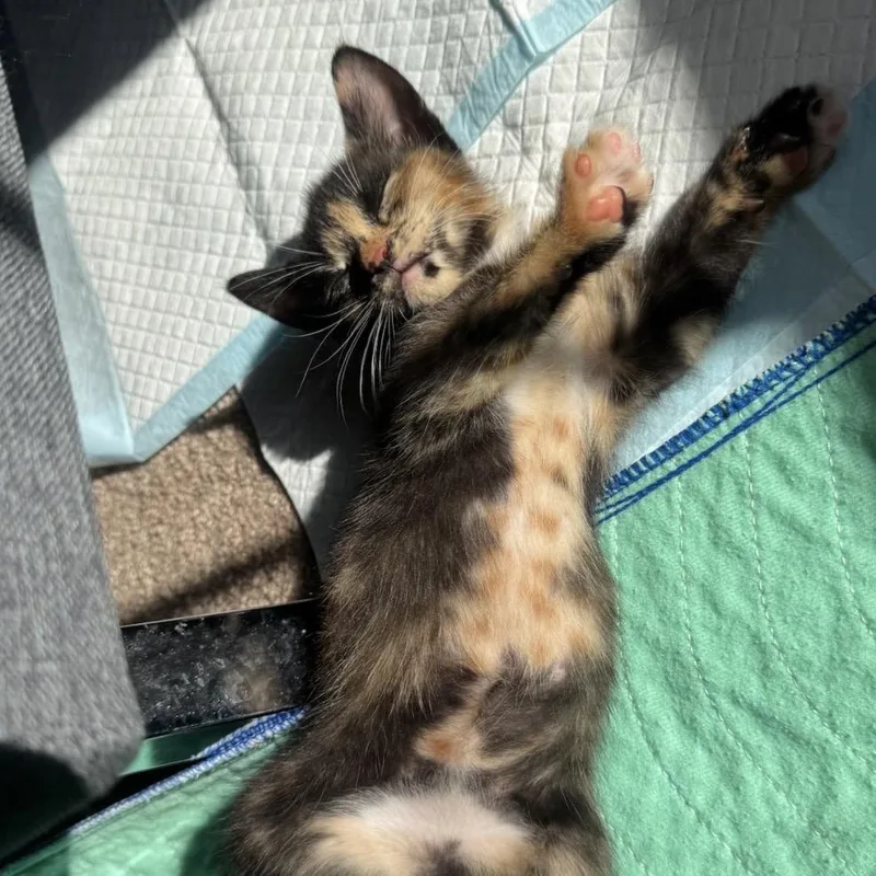 Peppercorn thumbnail 4
