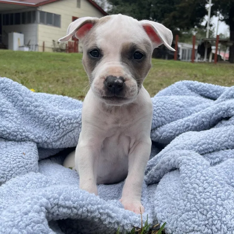 A baby medium-sized female White / Cream Mixed Breed dog named Starr for adoption in Williston, FL
