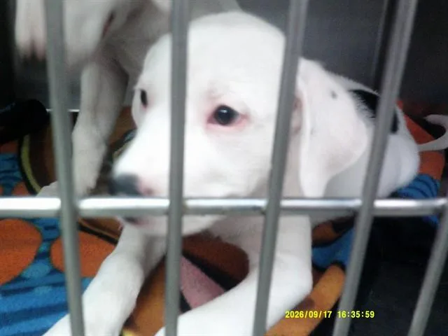 A baby small-sized female Pit Bull Terrier dog named A for adoption in Oklahoma City, OK