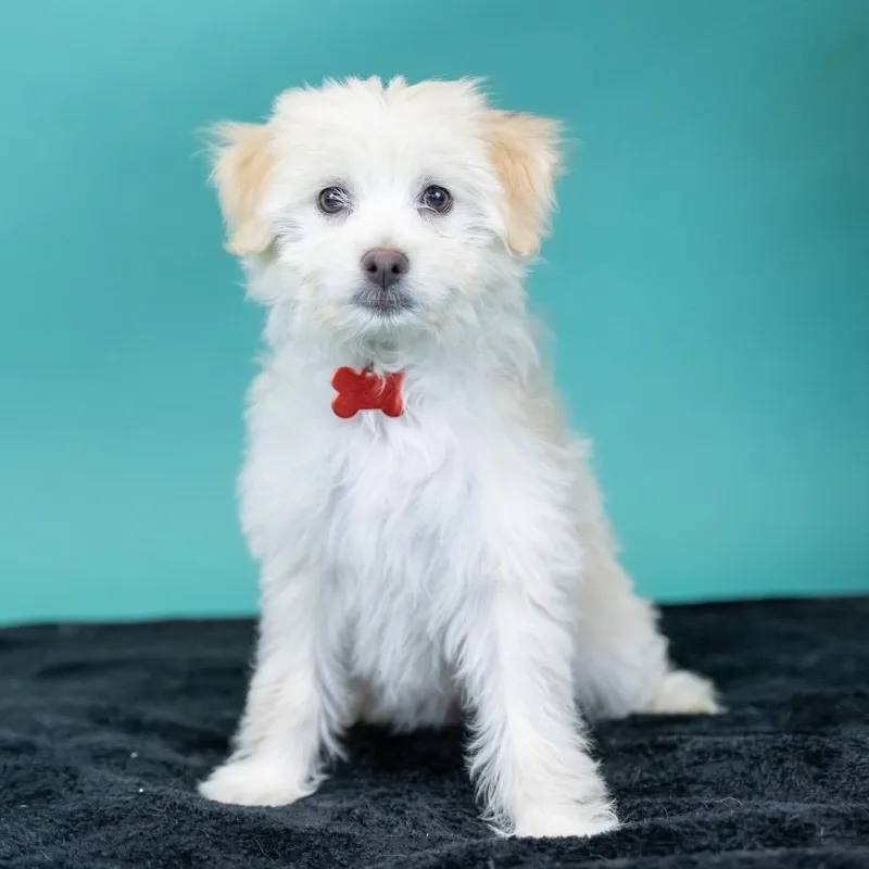 A baby medium-sized female Apricot / Beige Terrier dog named Fifi for adoption in Portland, OR