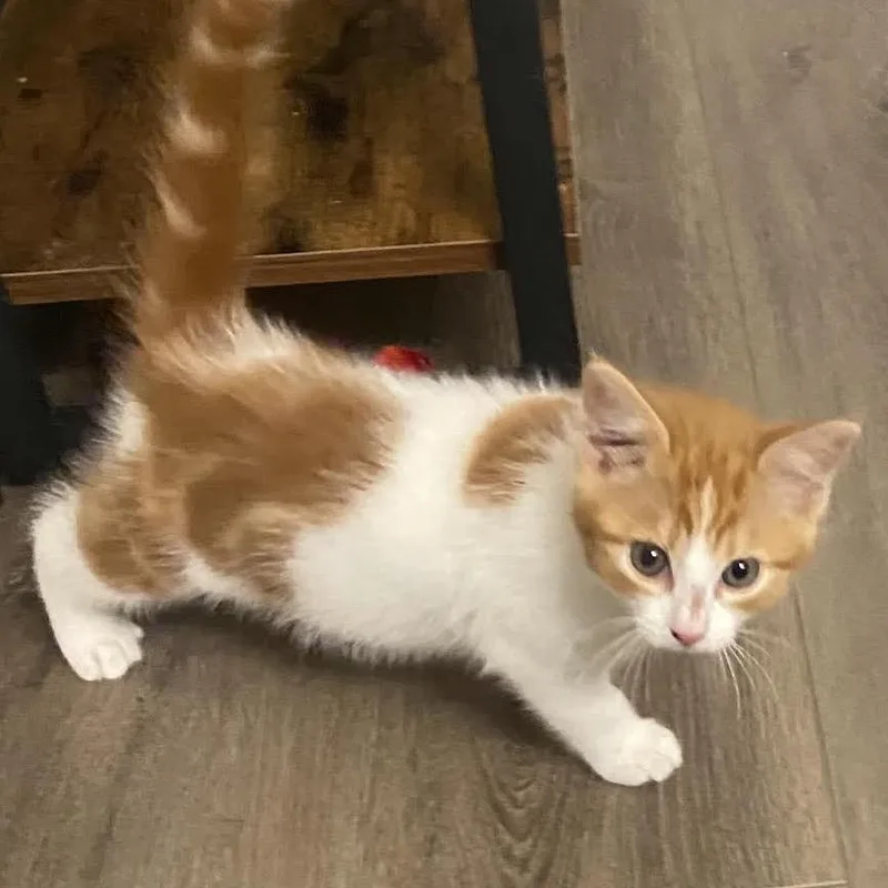 A baby small-sized male Orange / Red Domestic Short Hair cat named Toblerone for adoption in Austin, TX