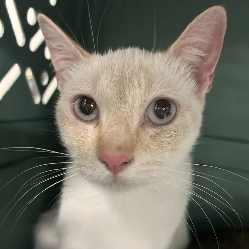 An adult medium-sized female Flame Point Domestic Short Hair cat named Tink for adoption in Lake Jackson, TX