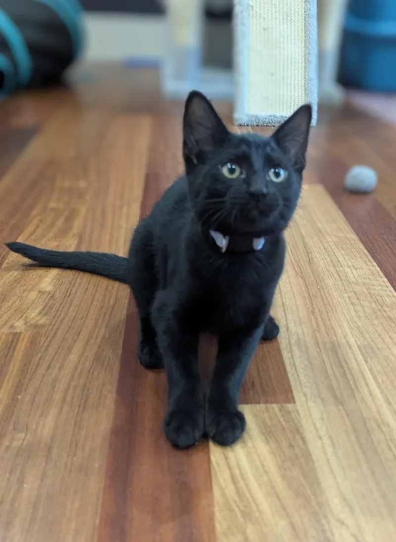 A baby small-sized male Black Domestic Short Hair cat named Merlin for adoption in Portland, OR