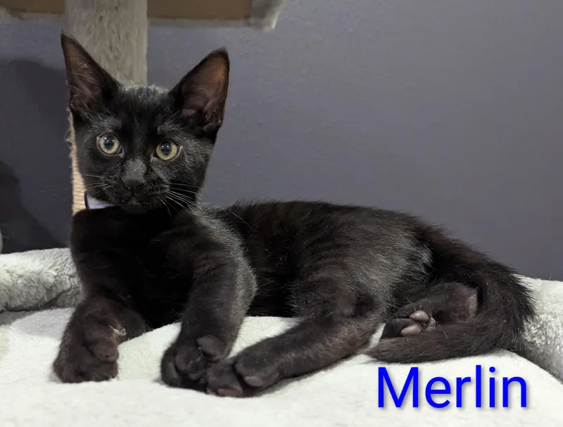 Merlin thumbnail 2