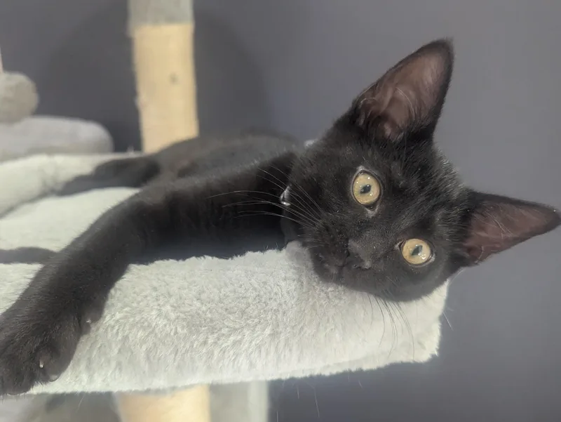 Merlin thumbnail 3