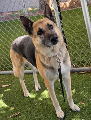 An adult medium-sized female German Shepherd Dog dog named Hazy for adoption in Downey, CA