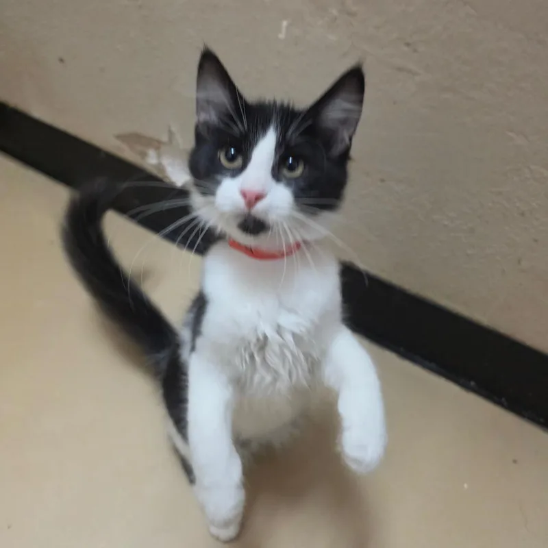 A baby small-sized female White Domestic Long Hair cat named Reagan  Chino Hills for adoption in Chino Hills, CA