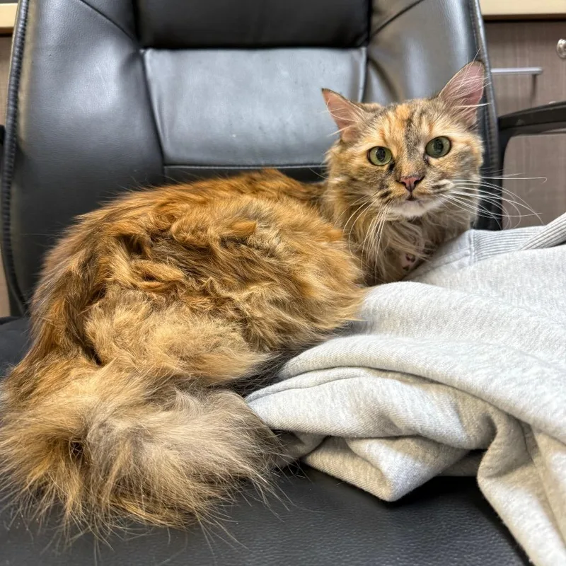 A senior medium-sized female Torbie Domestic Long Hair cat named Artemis for adoption in Great Falls, MT