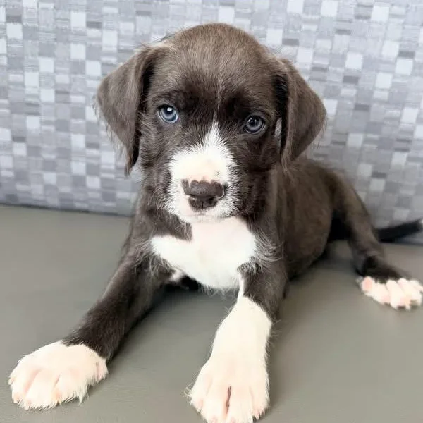 A baby medium-sized male Mixed Breed dog named Crackle for adoption in Henderson, NV