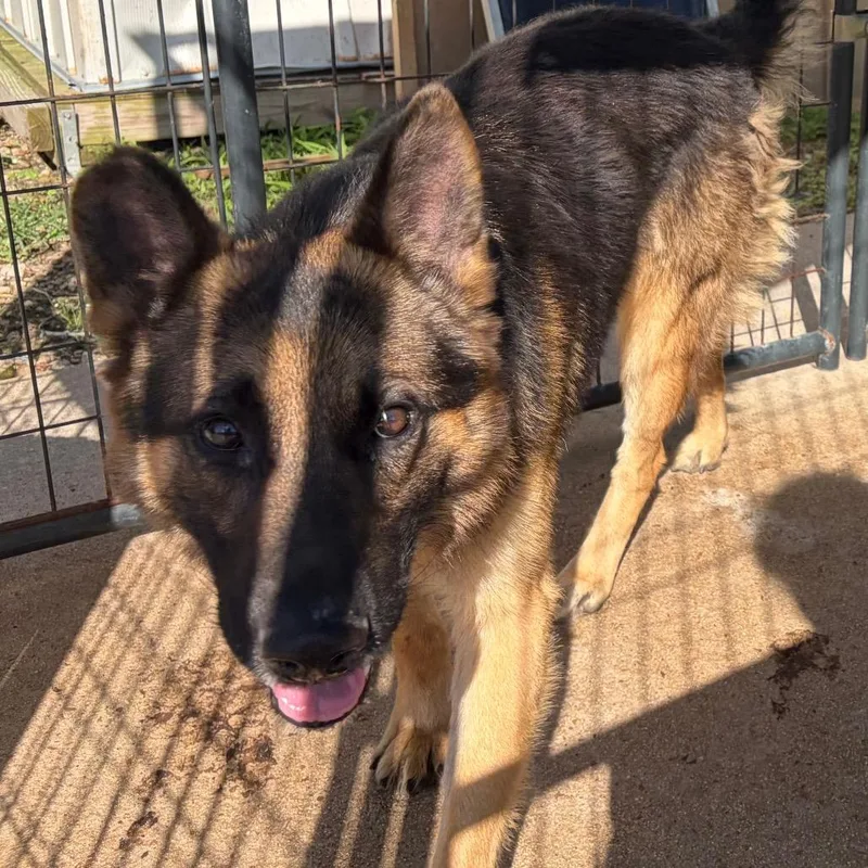 An adult medium-sized male Black Mixed Breed dog named Shaggy for adoption in Lake Jackson, TX