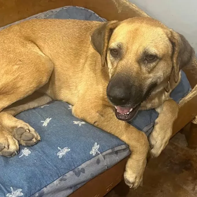 An adult large-sized female Yellow / Tan / Blond / Fawn Mixed Breed dog named Anna for adoption in Nantucket, MA