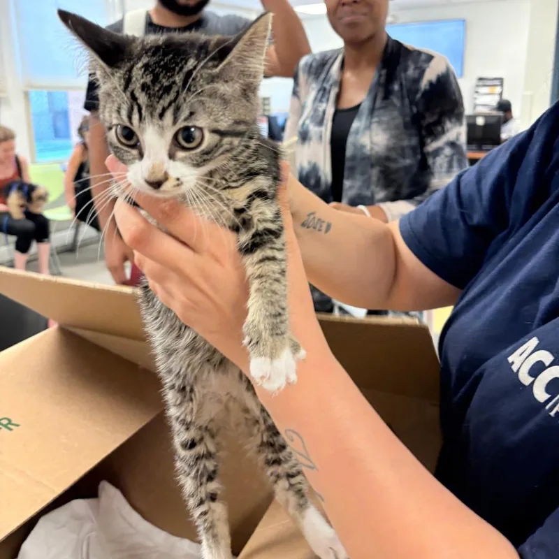 A baby small-sized female Black Domestic Short Hair cat named Haku for adoption in Philadelphia, PA