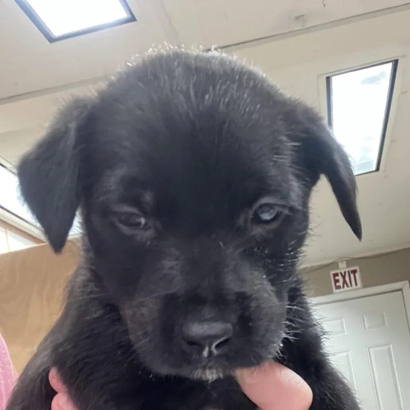 A young medium-sized female Black Cairn Terrier dog named Strudel for adoption in Hattiesburg, MS