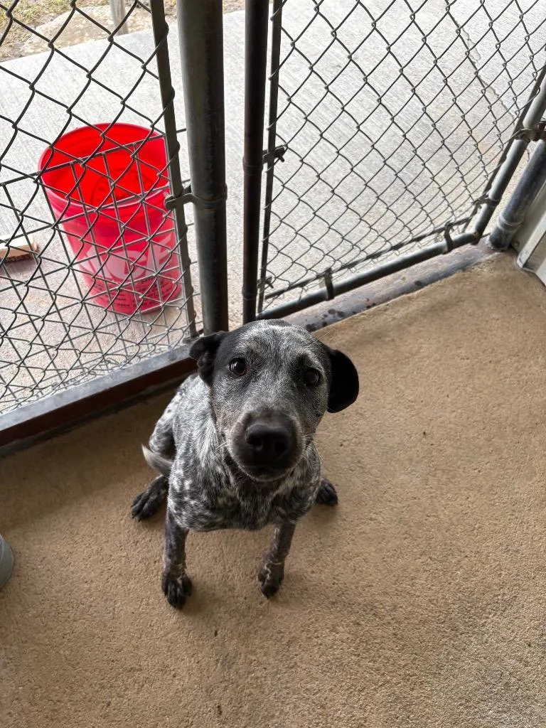 A young medium-sized female Australian Cattle Dog / Blue Heeler dog named Spots for adoption in Ada, OK