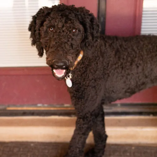 A young medium-sized female Black Poodle dog named Molly for adoption in Phoenix, AZ