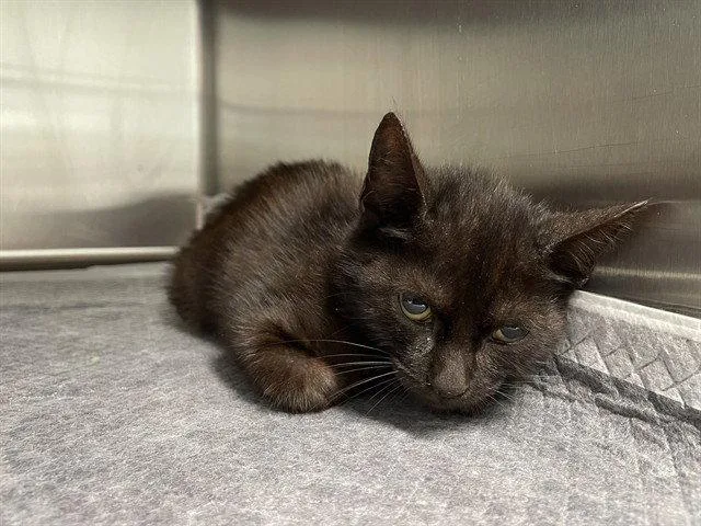 A baby small-sized male Black & White / Tuxedo Domestic Short Hair cat named Lt Steve for adoption in Tavares, FL