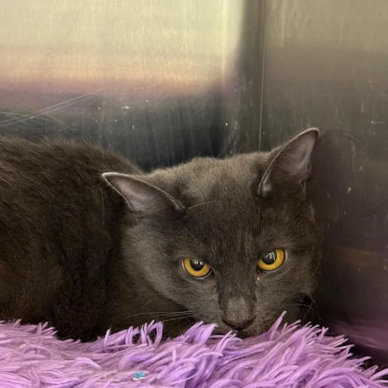 A young small-sized female Domestic Medium Hair cat named Anna for adoption in Hagerstown, MD