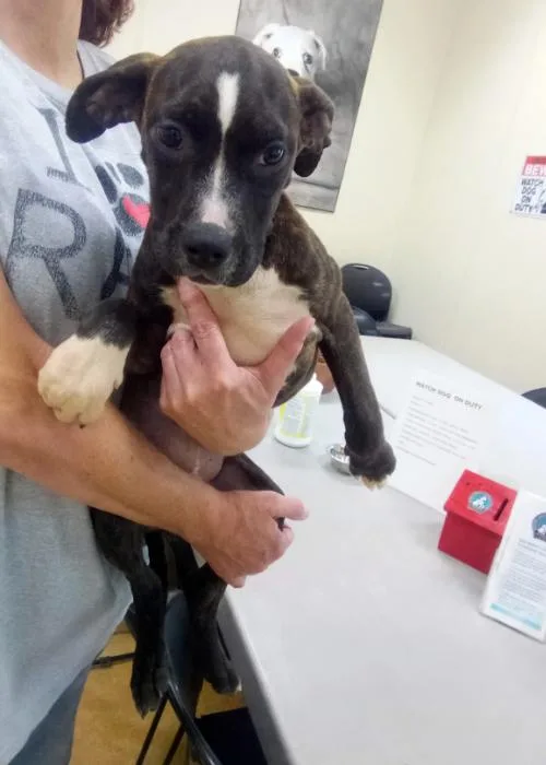 A young large-sized female Pit Bull Terrier dog named Maybellene for adoption in Austin, MN