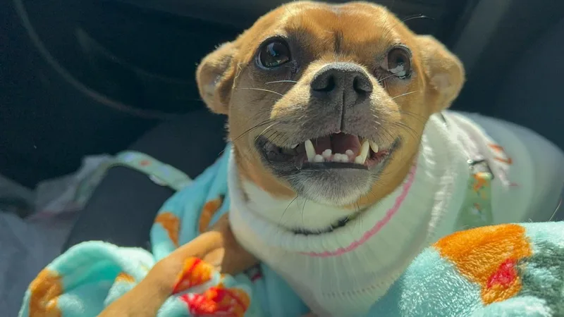 An adult small-sized female Chihuahua dog named Belly for adoption in Forney, TX