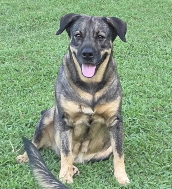 An adult medium-sized female German Shepherd Dog dog named Jenny for adoption in Zimmerman, MN
