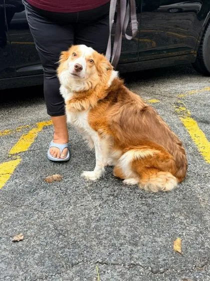 An adult medium-sized female Australian Shepherd dog named Willow for adoption in Hobart, IN