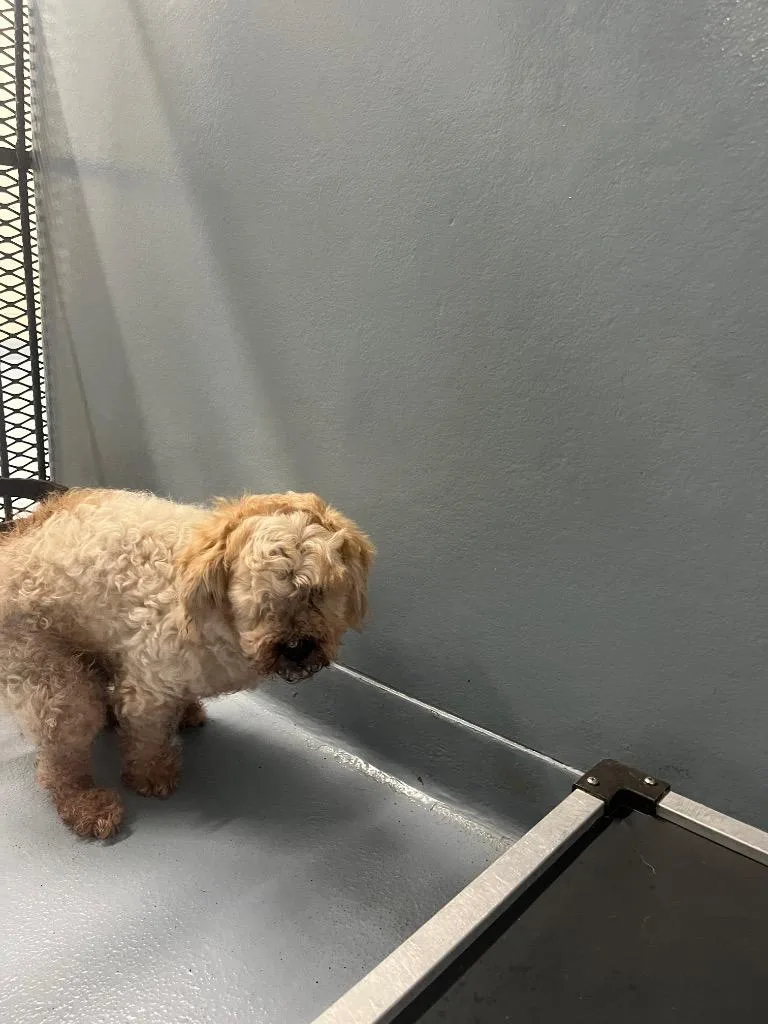 A young medium-sized male Poodle dog named Warren for adoption in Cartersville , GA