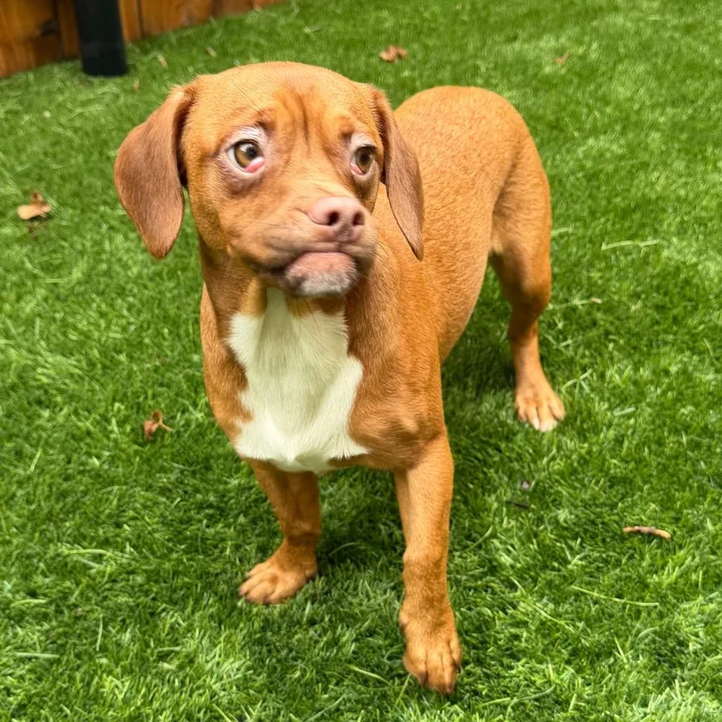 A young small-sized female Brown / Chocolate Mixed Breed dog named Tawny for adoption in Naperville, IL