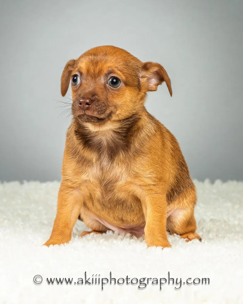 Huey  Puppy  thumbnail 2