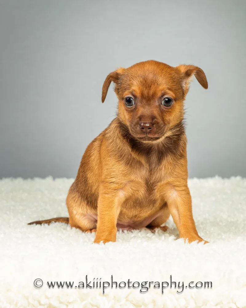Huey  Puppy  thumbnail 3