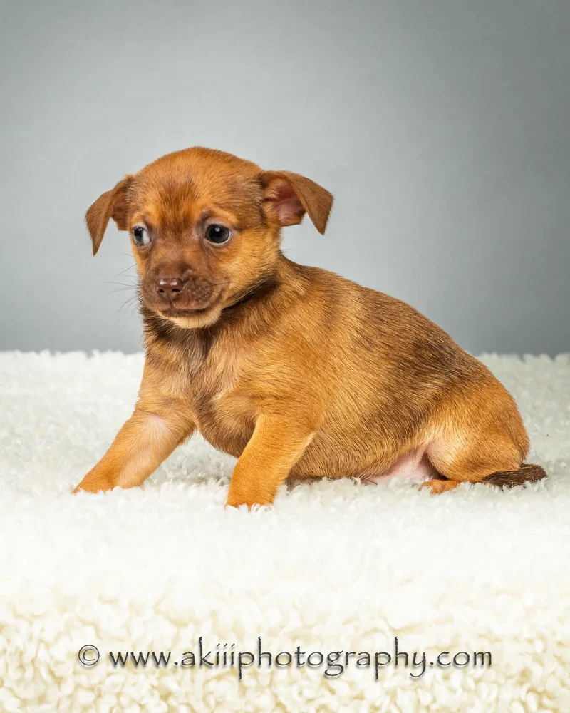 Huey  Puppy  thumbnail 4