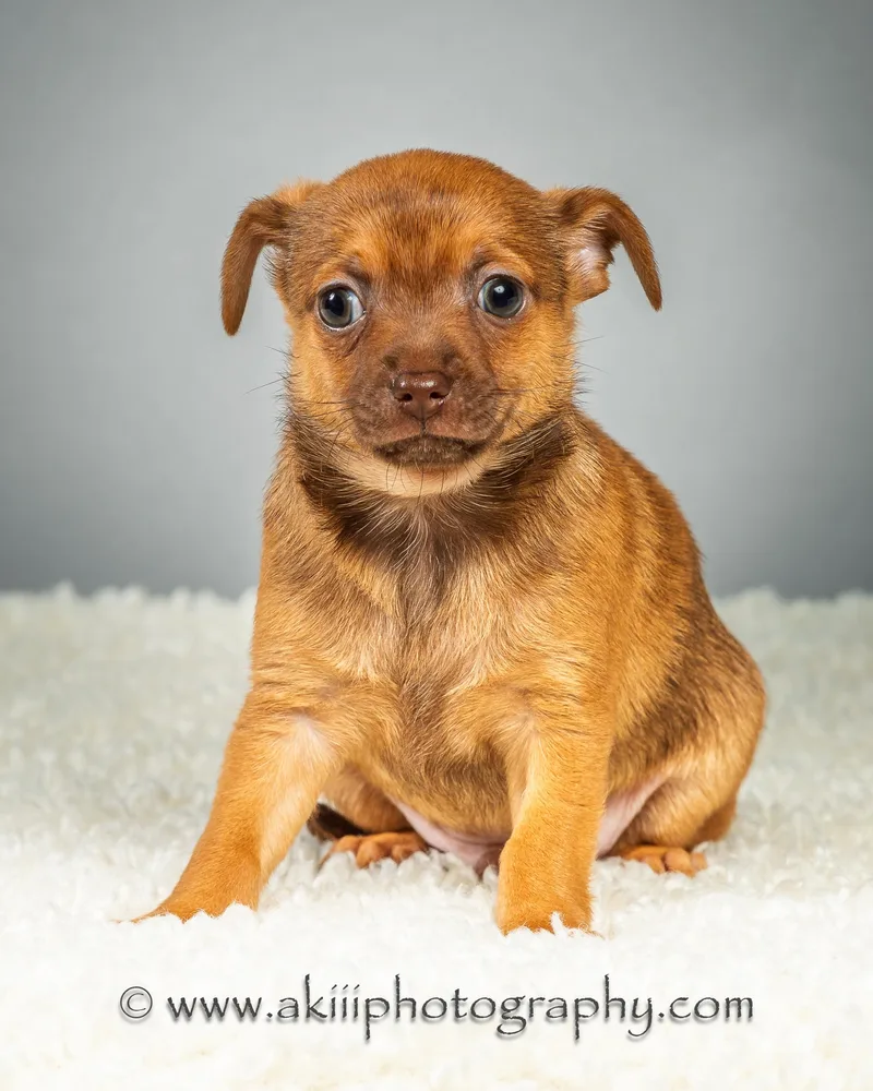 Huey  Puppy  thumbnail 5