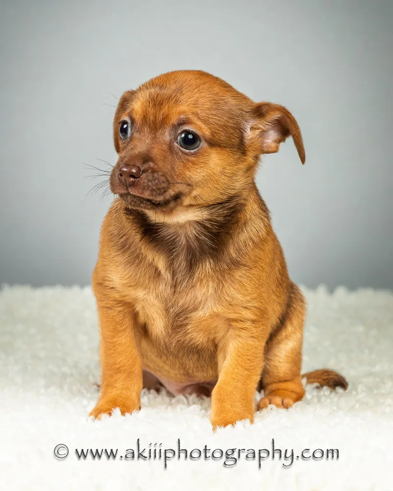 Huey  Puppy  thumbnail 6