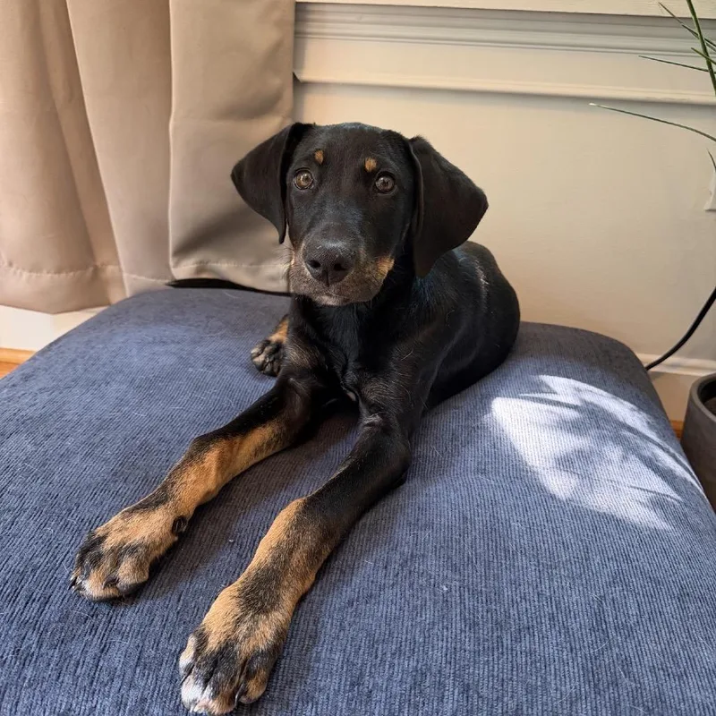 A baby medium-sized male Black Hound dog named Wrangler for adoption in La Grange, KY