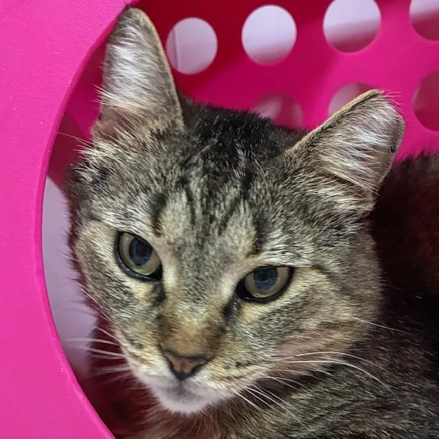 Mr. Gray thumbnail 2