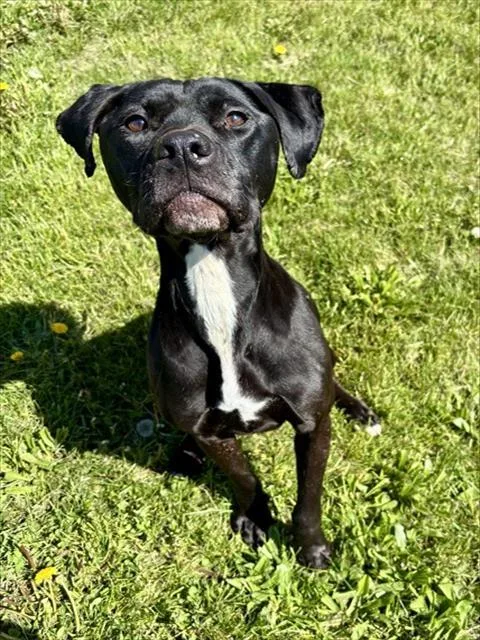 An adult medium-sized female Labrador Retriever dog named Jersey for adoption in Kalamazoo, MI