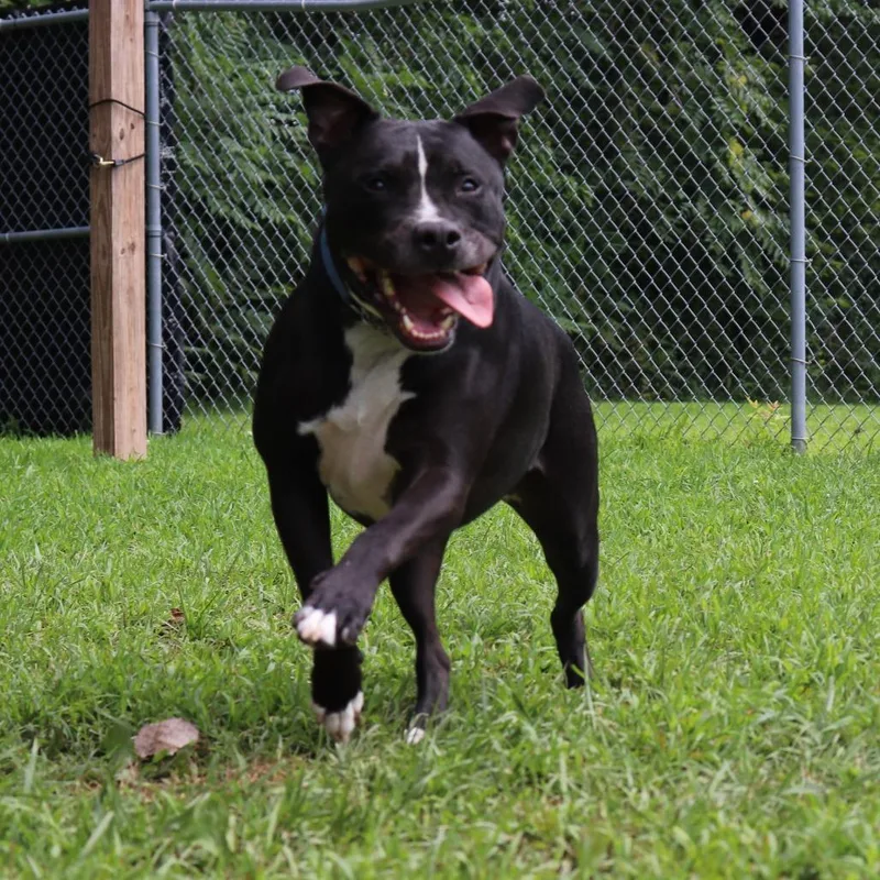 An adult large-sized male Black Pit Bull Terrier dog named Boone for adoption in Springfield, IL