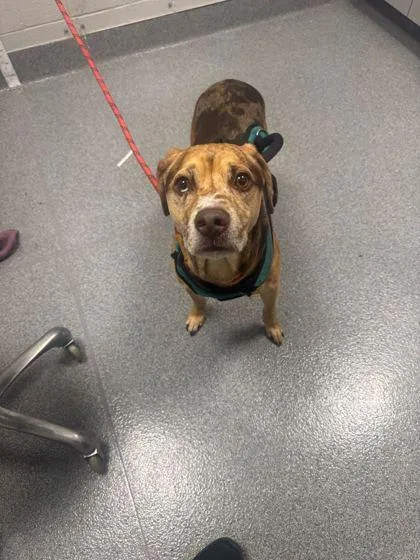 An adult large-sized male Mixed Breed dog named Mocha for adoption in Sevierville, TN