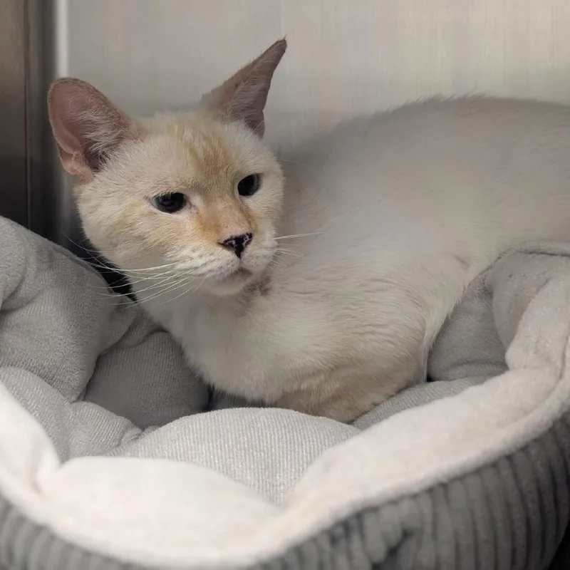 An adult medium-sized male White Domestic Short Hair cat named Gizmo for adoption in West Palm Beach, FL