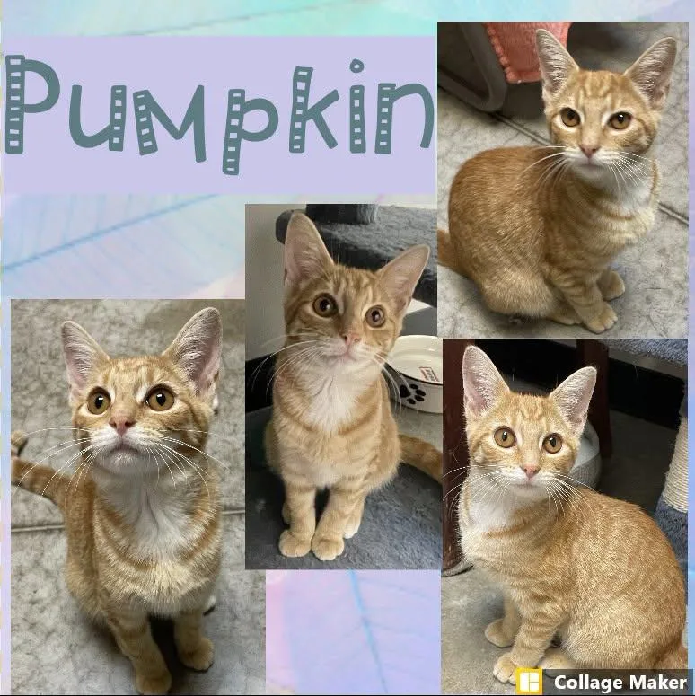 A young medium-sized female Domestic Short Hair cat named Pumpkin for adoption in Clearfield, PA