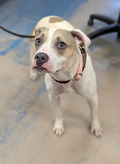 An adult medium-sized female White / Cream Pit Bull Terrier dog named Piper for adoption in Inverness, FL