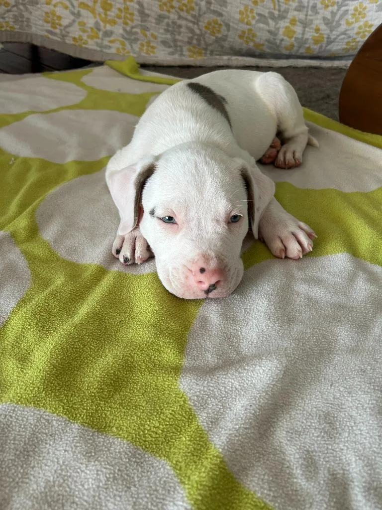 Finn thumbnail 5
