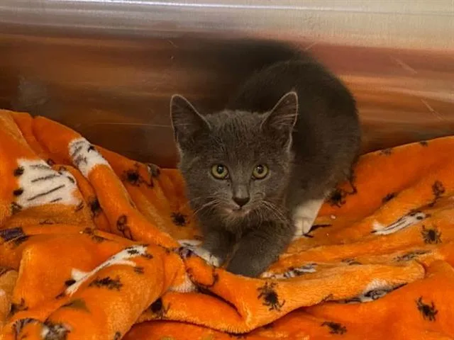 A baby small-sized female Domestic Short Hair cat named Aniston for adoption in Tustin, CA