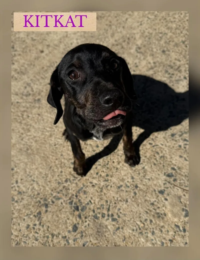 A baby medium-sized female Terrier dog named Kit Kat for adoption in Holbrook, NY