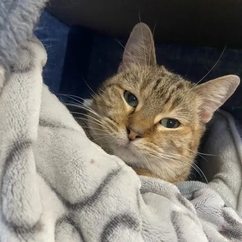 An adult medium-sized female Domestic Short Hair cat named Shrimp for adoption in Centralia, IL