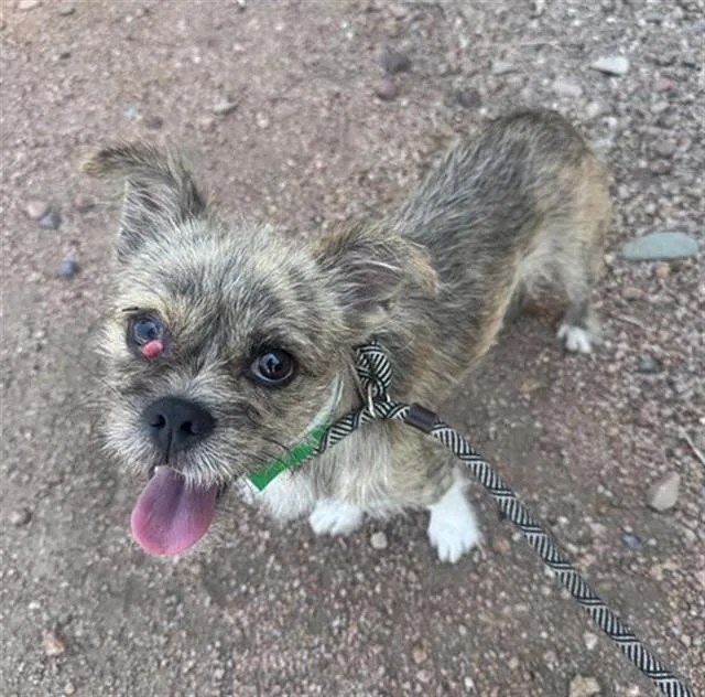A young small-sized male Cairn Terrier dog named Muffin for adoption in Mesa, AZ
