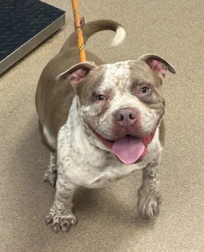 An adult large-sized male Mixed Breed dog named Copy for adoption in Chamblee, GA