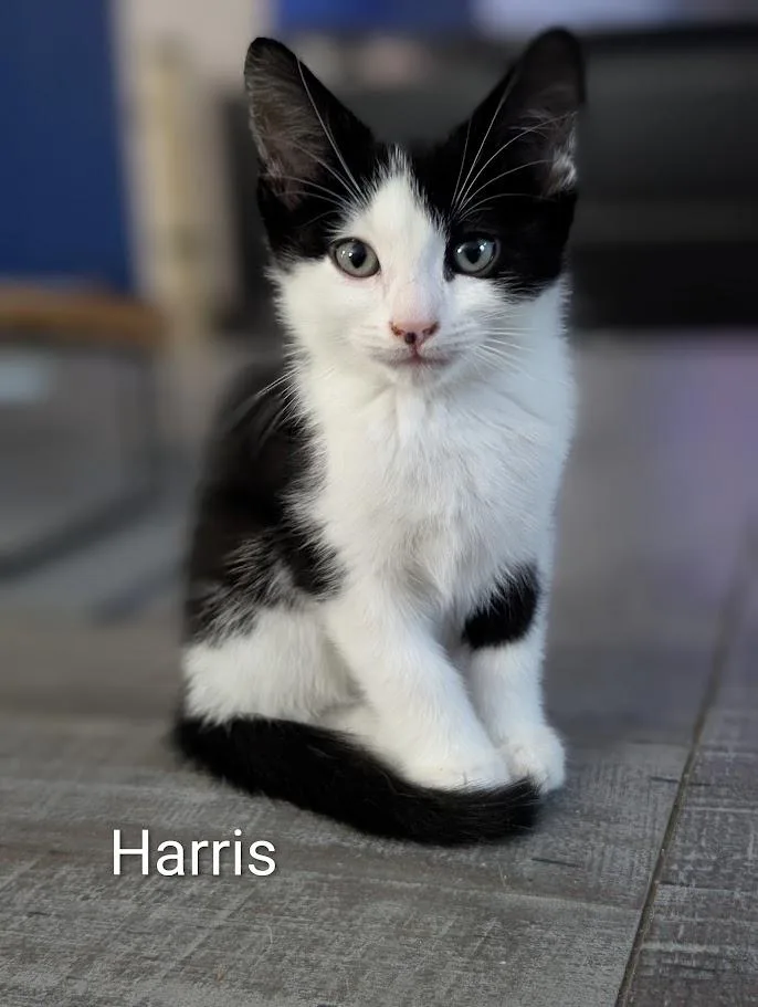 A baby medium-sized male Domestic Short Hair cat named Harris A for adoption in Plano, TX
