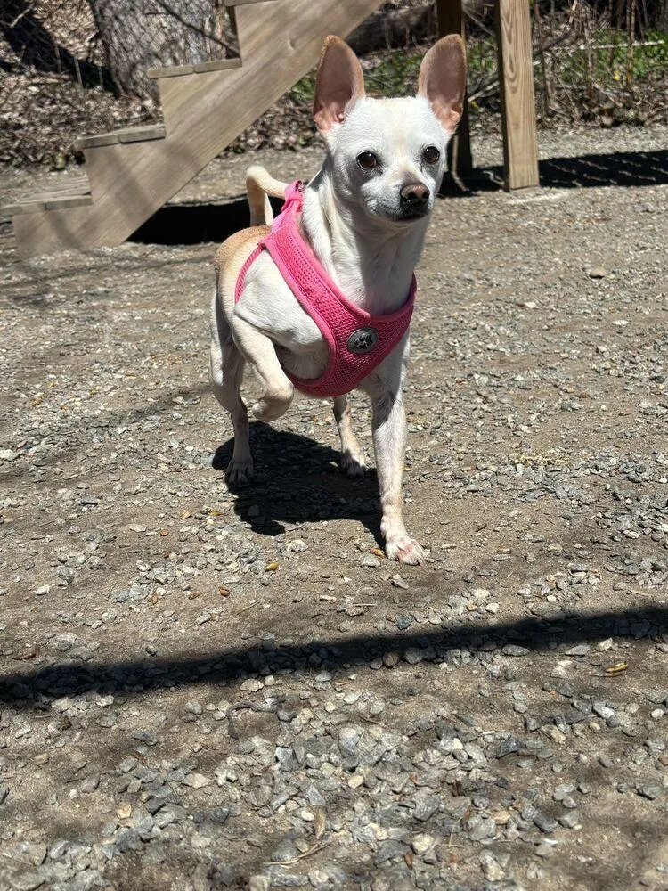A baby small-sized female Yellow / Tan / Blond / Fawn Chihuahua dog named Moon Baby for adoption in Elmsford, NY