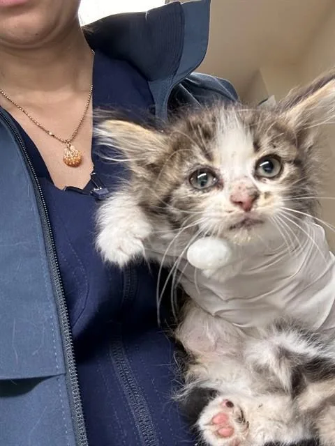 A baby small-sized male Domestic Short Hair cat named Billy for adoption in Riverside, CA